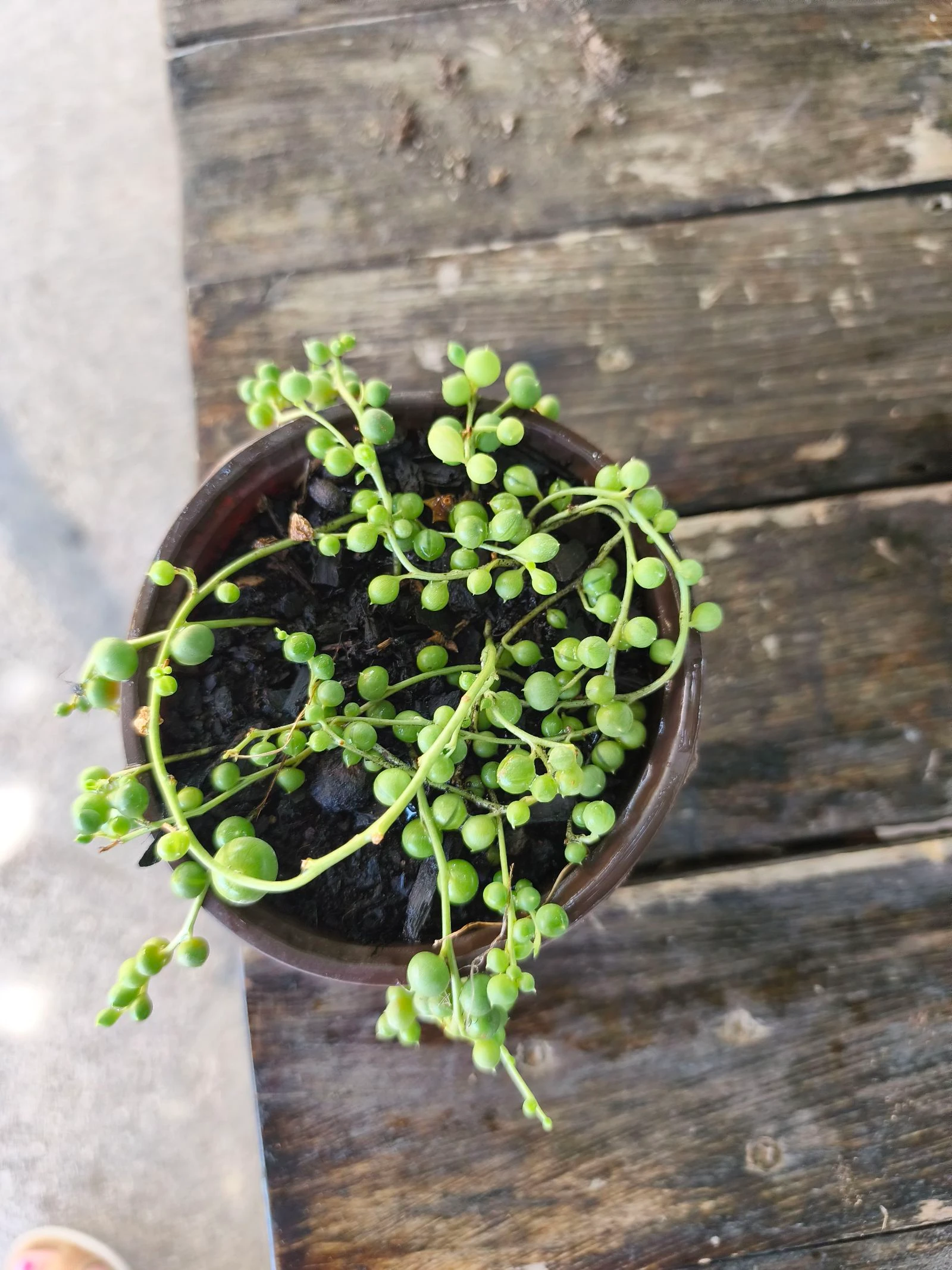 Planta sedum rosario – photo 2